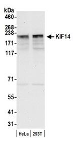 KIF14 Antibody in Western Blot (WB)