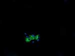 KIF25 Antibody in Immunocytochemistry (ICC/IF)