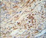 KIF9 Antibody in Immunohistochemistry (IHC)