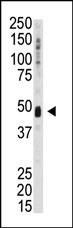 UHMK1 Antibody in Western Blot (WB)