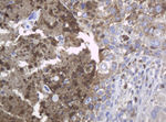 KIT Antibody in Immunohistochemistry (Paraffin) (IHC (P))