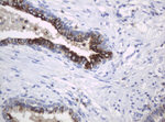 KIT Antibody in Immunohistochemistry (Paraffin) (IHC (P))