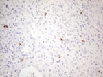 KIT Antibody in Immunohistochemistry (Paraffin) (IHC (P))