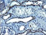 KITLG Antibody in Immunohistochemistry (Paraffin) (IHC (P))