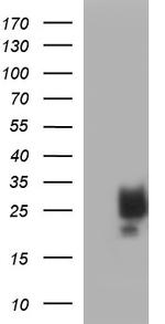 KITLG Antibody in Western Blot (WB)