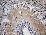 KLC2 Antibody in Immunohistochemistry (Paraffin) (IHC (P))