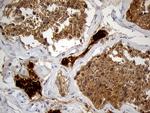 KLC2 Antibody in Immunohistochemistry (Paraffin) (IHC (P))
