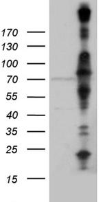 KLC2 Antibody in Western Blot (WB)