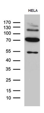 KLC2 Antibody in Western Blot (WB)