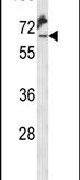 KLC2 Antibody in Western Blot (WB)