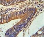 KLC3 Antibody in Immunohistochemistry (IHC)