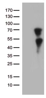 KLF11 Antibody in Western Blot (WB)