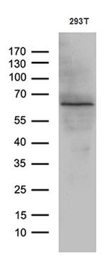 KLF11 Antibody in Western Blot (WB)