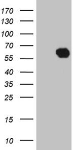 KLF12 Antibody in Western Blot (WB)