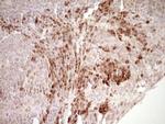 KLF2 Antibody in Immunohistochemistry (Paraffin) (IHC (P))