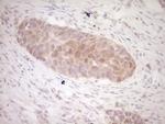 KLF2 Antibody in Immunohistochemistry (Paraffin) (IHC (P))