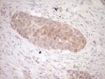 KLF2 Antibody in Immunohistochemistry (Paraffin) (IHC (P))