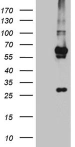 KLF5 Antibody in Western Blot (WB)