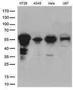 KLF5 Antibody in Western Blot (WB)