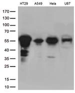 KLF5 Antibody in Western Blot (WB)