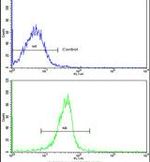 KLF6 Antibody in Flow Cytometry (Flow)