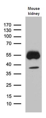 KLF7 Antibody in Western Blot (WB)