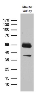 KLF7 Antibody in Western Blot (WB)