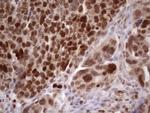 KLF9 Antibody in Immunohistochemistry (Paraffin) (IHC (P))