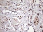 KLF9 Antibody in Immunohistochemistry (Paraffin) (IHC (P))