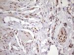 KLF9 Antibody in Immunohistochemistry (Paraffin) (IHC (P))