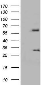 KLHL12 Antibody in Western Blot (WB)