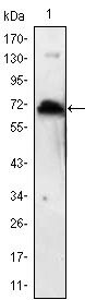 KLHL1 Antibody in Western Blot (WB)