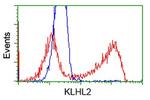 KLHL2 Antibody in Flow Cytometry (Flow)