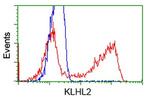 KLHL2 Antibody in Flow Cytometry (Flow)