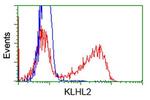 KLHL2 Antibody in Flow Cytometry (Flow)
