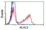 KLHL2 Antibody in Flow Cytometry (Flow)