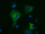 KLHL2 Antibody in Immunocytochemistry (ICC/IF)