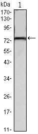 KLHL22 Antibody in Western Blot (WB)