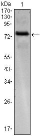 ENC-2 Monoclonal Antibody (1B7)