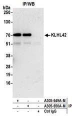 KLHL42 Polyclonal Antibody