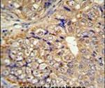 KLHL9 Antibody in Immunohistochemistry (IHC)