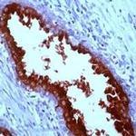PSA Antibody in Immunohistochemistry (Paraffin) (IHC (P))