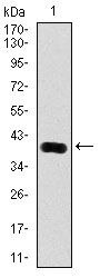 PSA Monoclonal Antibody (8A12)