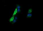 KLK8 Antibody in Immunocytochemistry (ICC/IF)