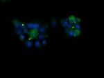 KLK8 Antibody in Immunocytochemistry (ICC/IF)