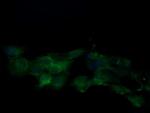 KLK8 Antibody in Immunocytochemistry (ICC/IF)