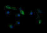 KLK8 Antibody in Immunocytochemistry (ICC/IF)