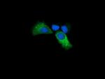 KLK8 Antibody in Immunocytochemistry (ICC/IF)