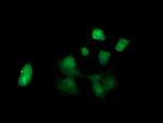 KLK8 Antibody in Immunocytochemistry (ICC/IF)