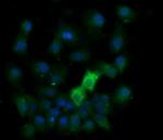 KLK8 Antibody in Immunocytochemistry (ICC/IF)